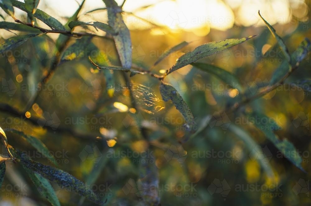 Small spider web strung between gum leaves in afternoon light - Australian Stock Image
