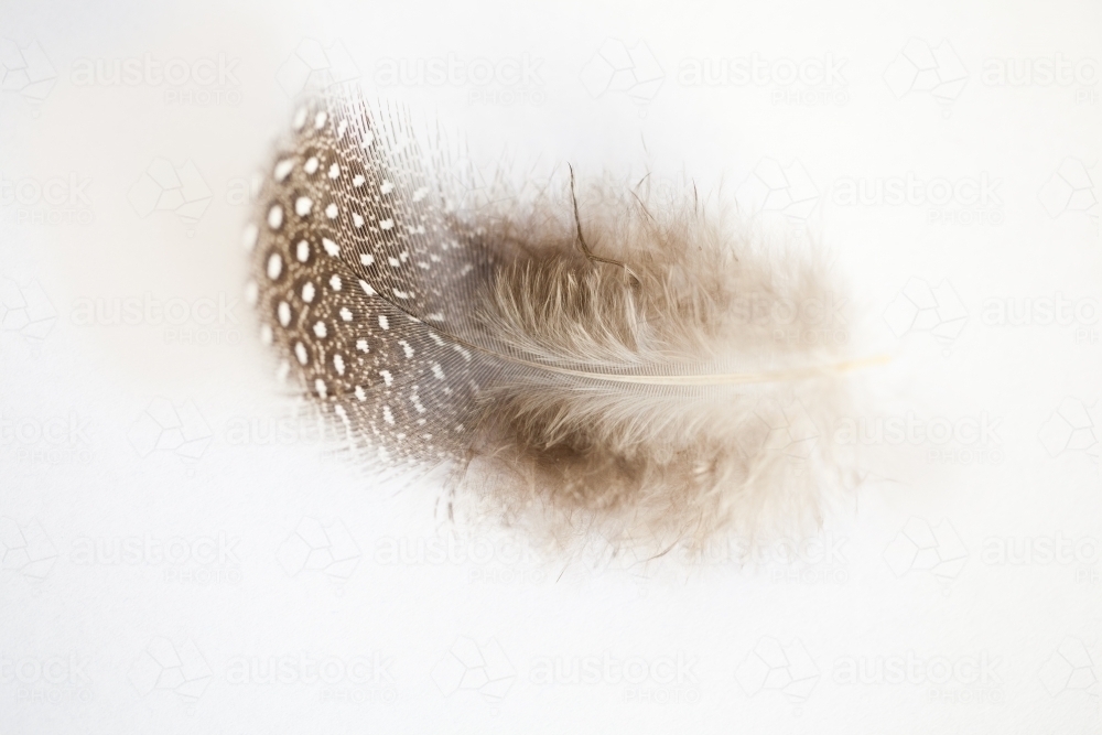 Small spotted feather on white - Australian Stock Image
