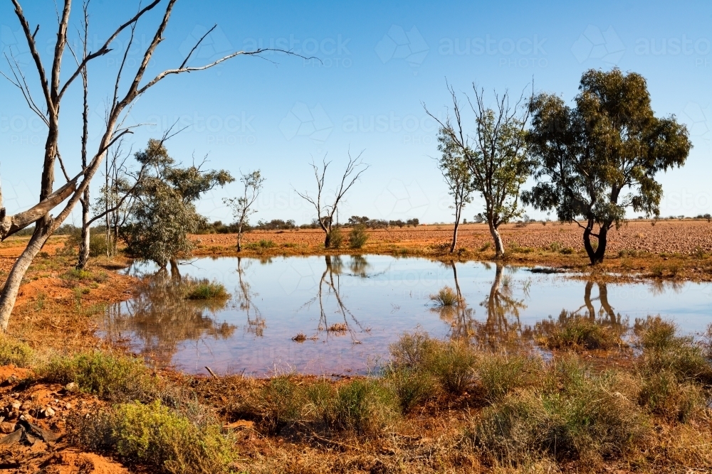 Small trees reflected in water after rain in desert country with orange sand - Australian Stock Image