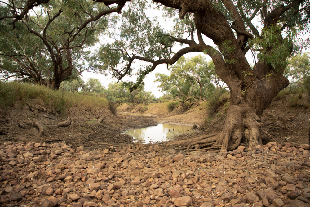 Small waterhole in the Barcoo River, with large trees - Australian Stock Image