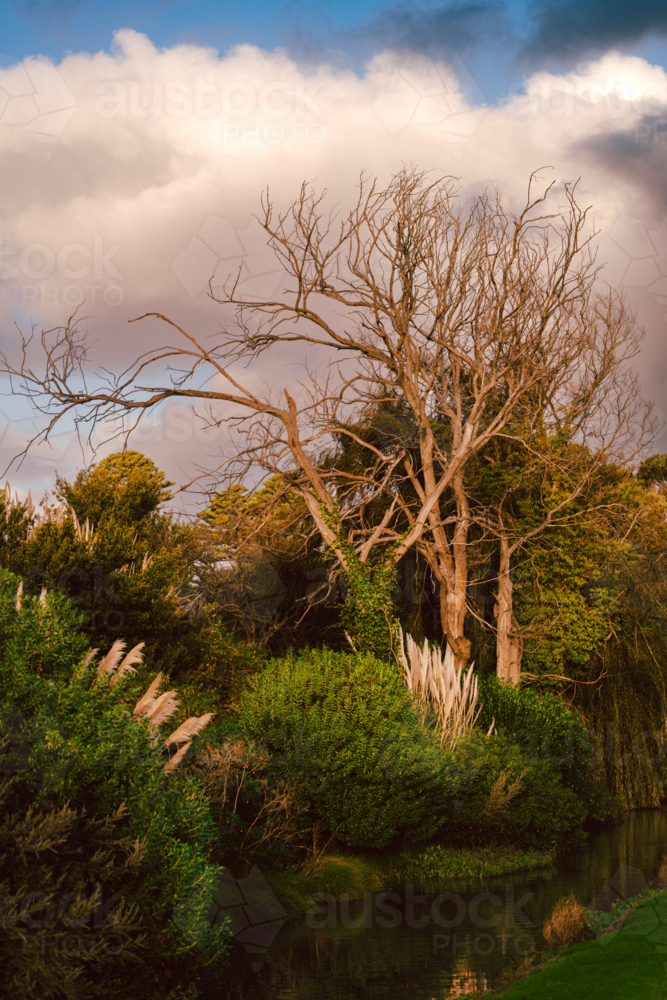 Small waterway with bare tree and lush vegetation - Australian Stock Image
