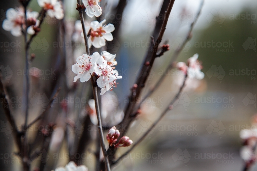 Small white blossom on ornamental plum tree - Australian Stock Image