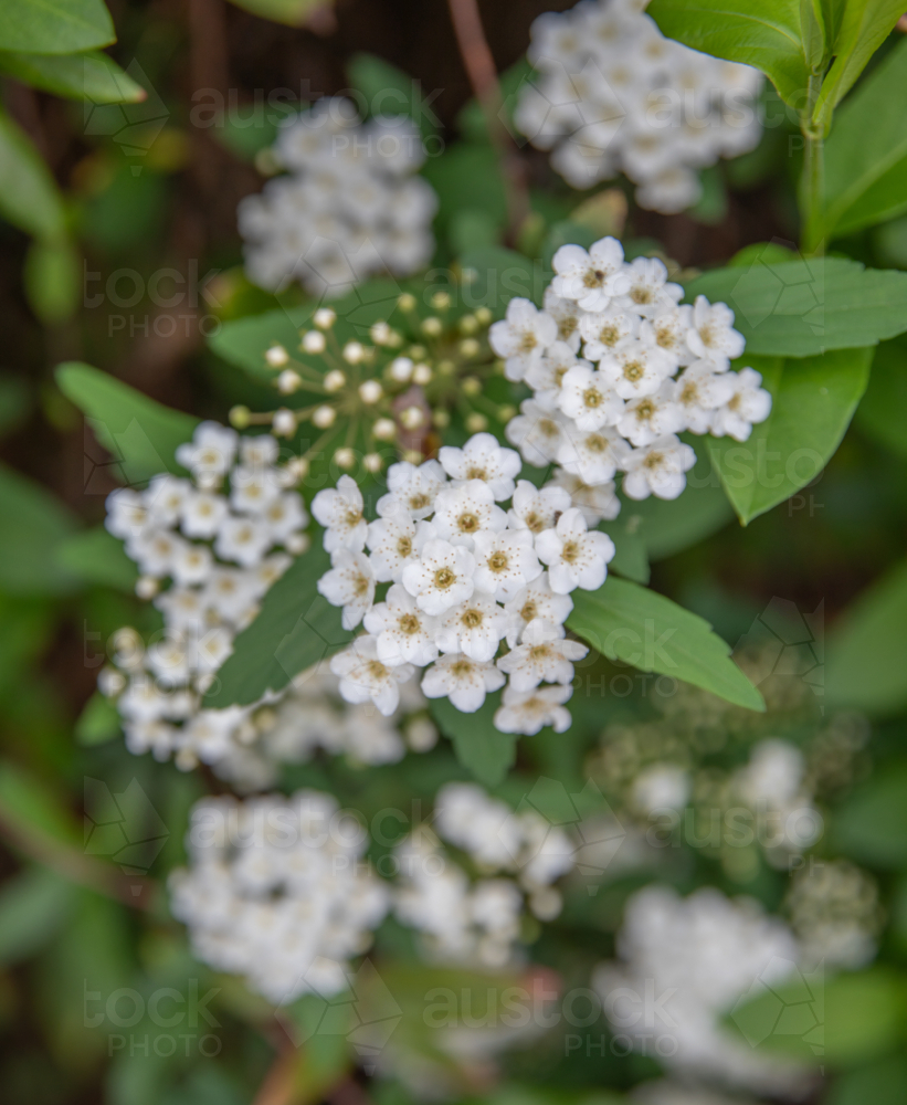 Small white blossoms against green leaves - Australian Stock Image