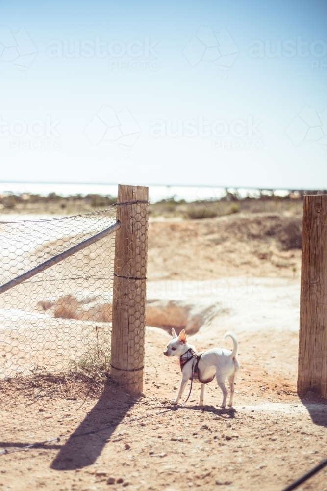 Small white chihuahua dog with lead harness outside - Australian Stock Image