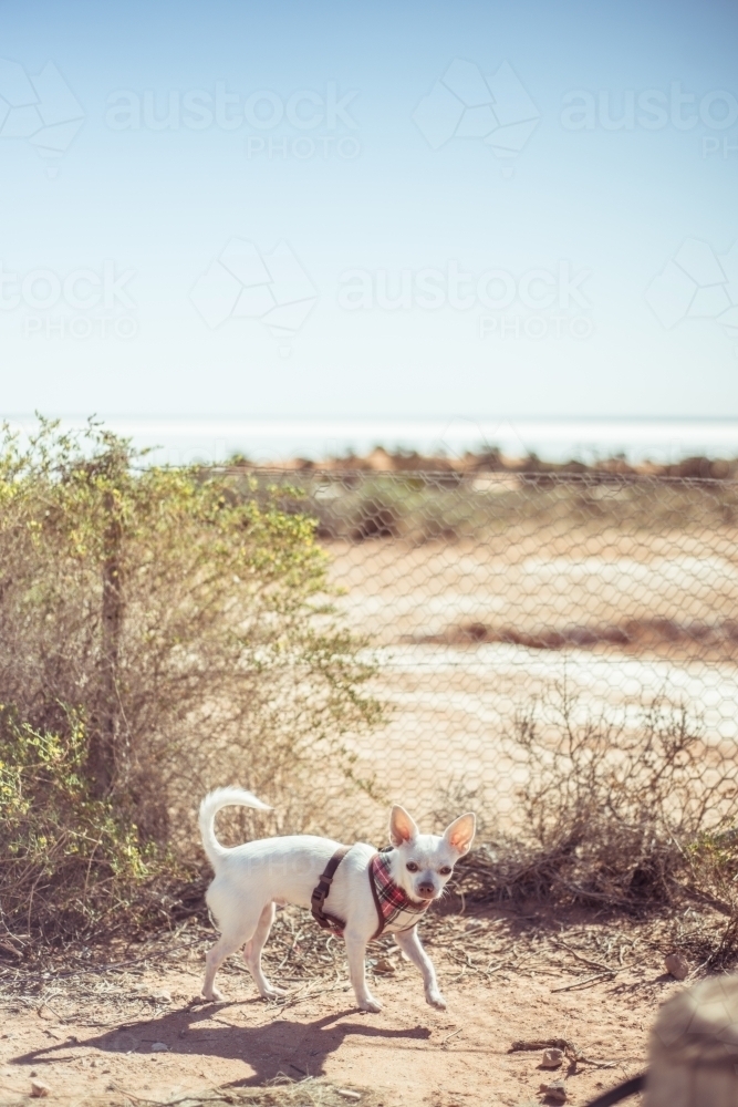 Small white chihuahua dog with lead harness outside - Australian Stock Image