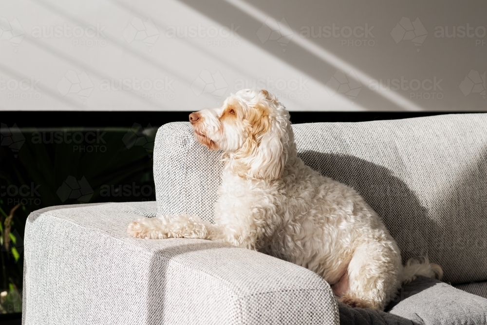 Small white dog on sofa - Australian Stock Image