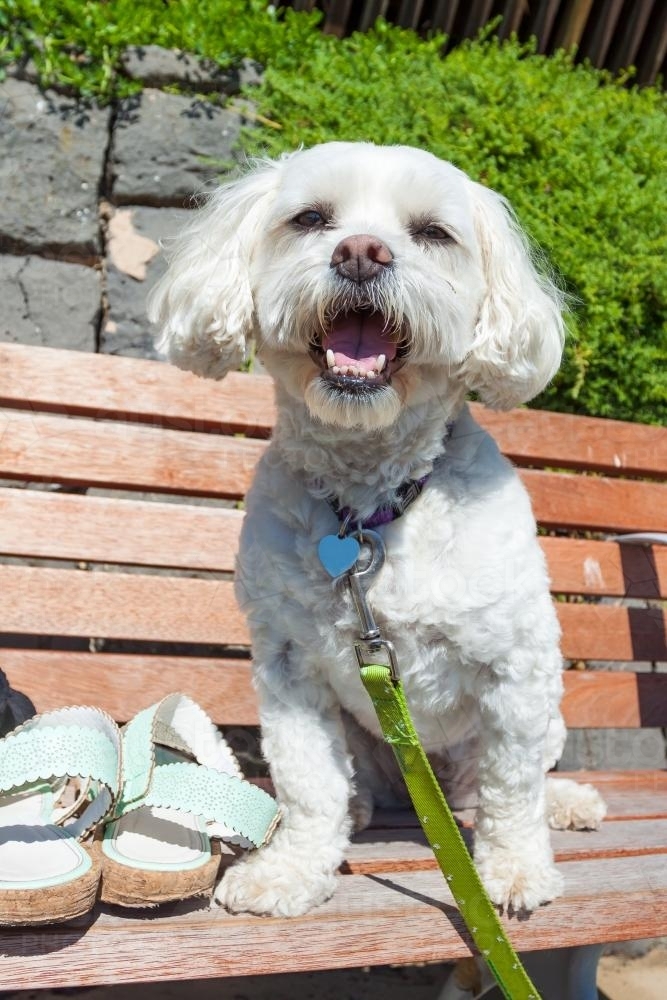 Small white dog sitting on a bench - Australian Stock Image
