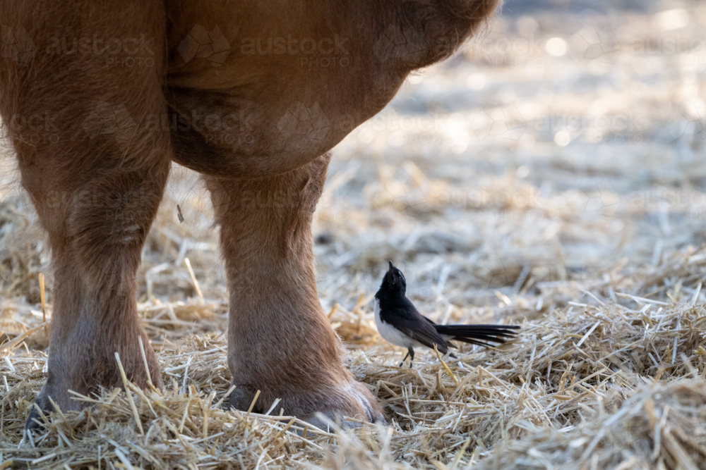 Small willie wagtail bird stands near a cow’s leg on a bed of straw - Australian Stock Image