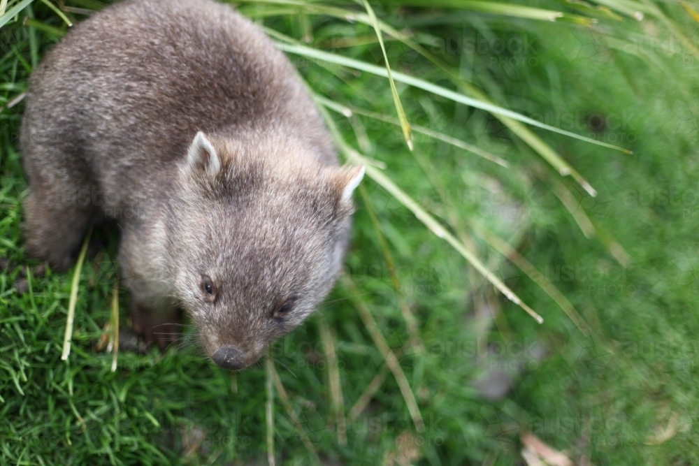 Small wombat, from above, walking in green grass, Tasmania - Australian Stock Image