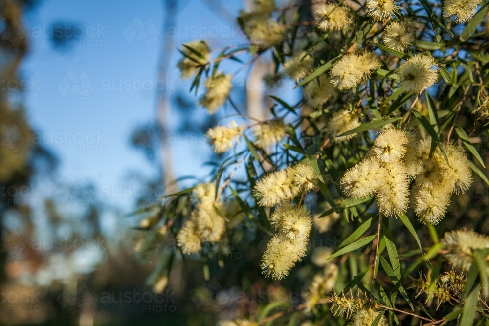 Small yellow bottlebrush flowers in the sunlight - Australian Stock Image