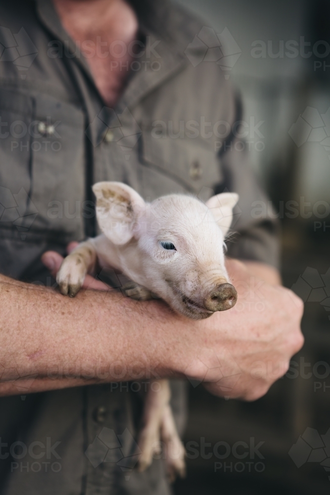 Smiling one day old piglet in farmer's arms - Australian Stock Image