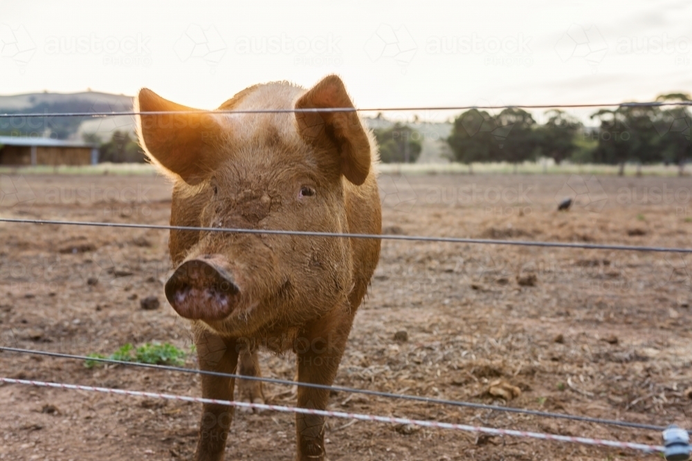 Smirking pig looking at camera at dusk - Australian Stock Image