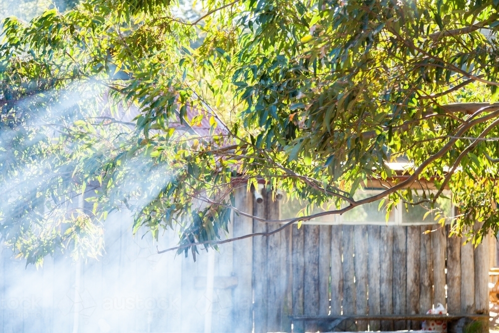 Smoke and sunlight with rays of light shining through gumtree leaves and branches - Australian Stock Image