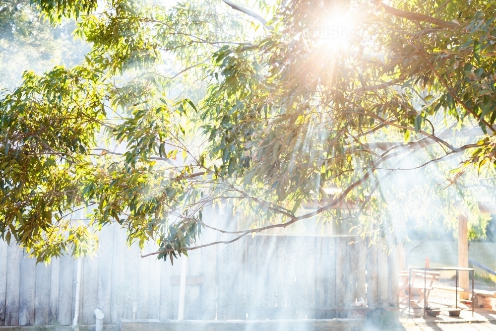 Smoke and sunlight with rays of light shining through gumtree leaves and branches - Australian Stock Image