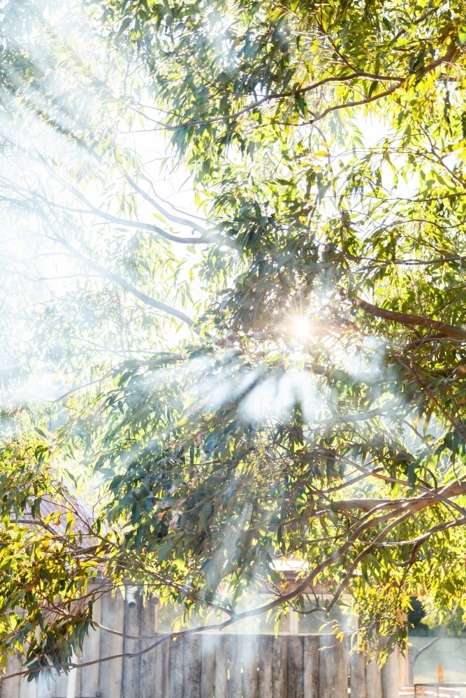 Smoke and sunlight with rays of light shining through gumtree leaves and branches - Australian Stock Image