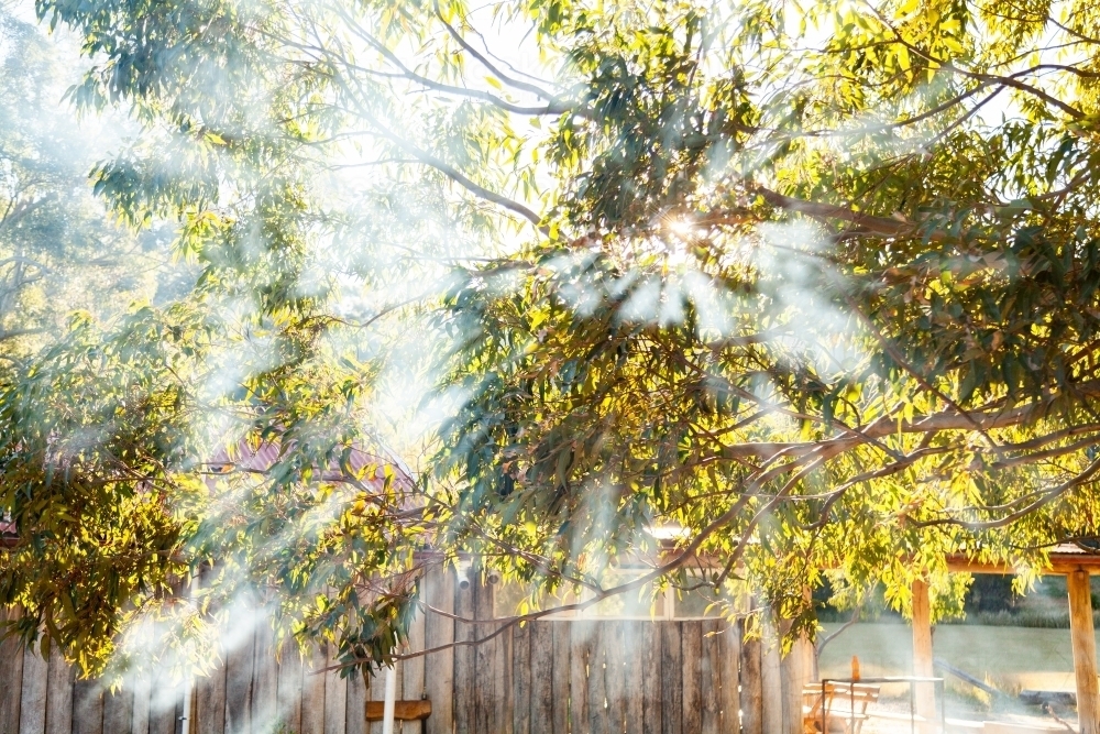 Smoke and sunlight with rays of light shining through gumtree leaves and branches - Australian Stock Image