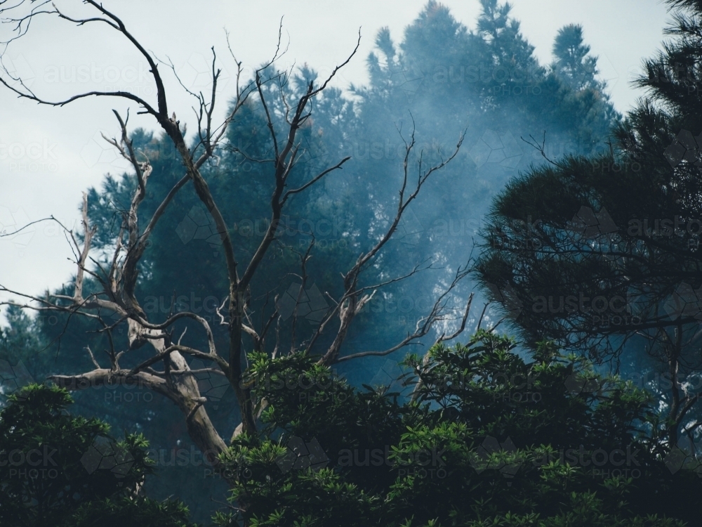 Smoke behind trees in winter - Australian Stock Image
