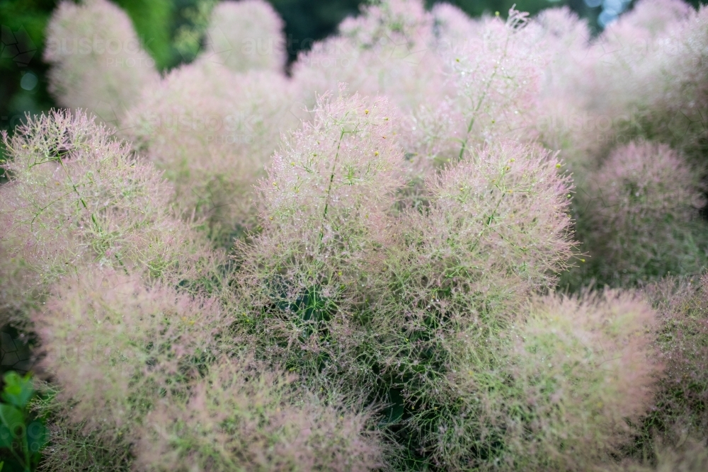 Smoke Bush - Australian Stock Image