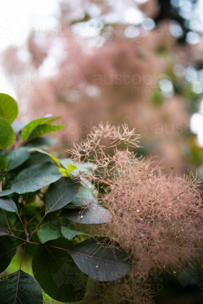 Smoke Bush leaves and flower with copy space - Australian Stock Image