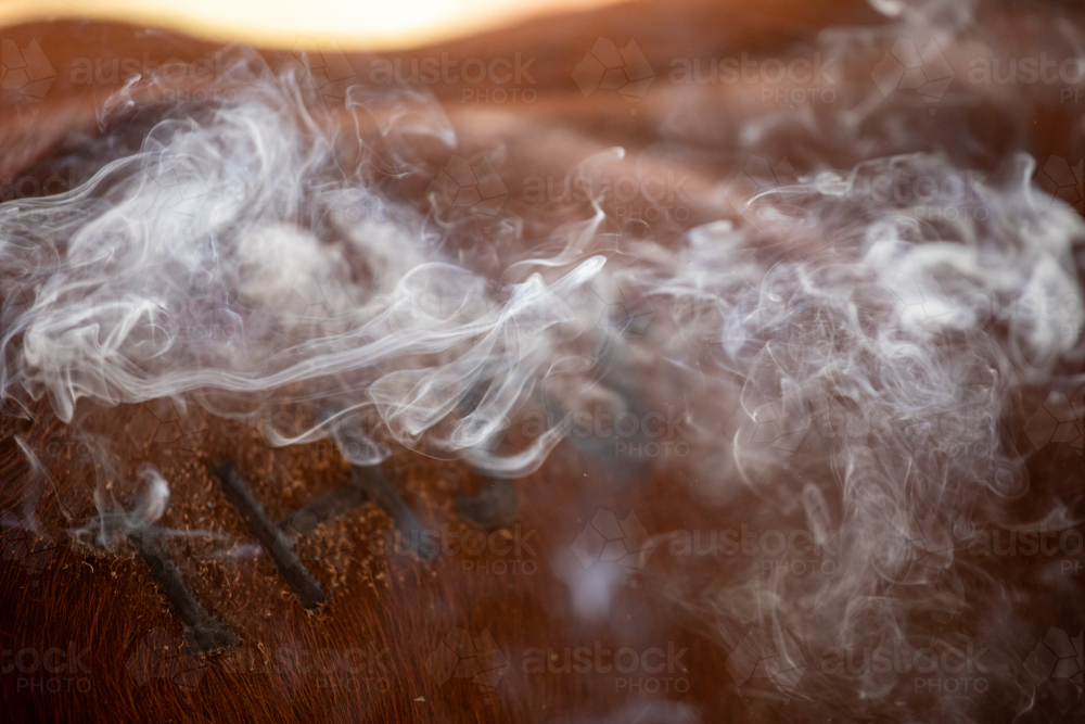 Smoke drifting from a brand which has just been applied to a calf - Australian Stock Image