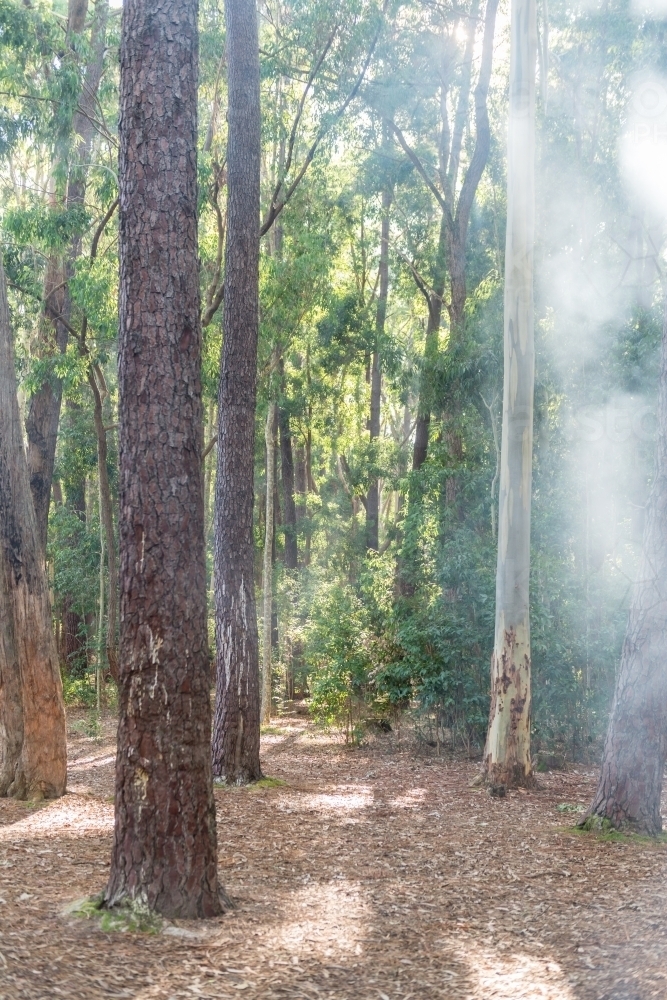 smoke from a campfire in front of pine trees - Australian Stock Image
