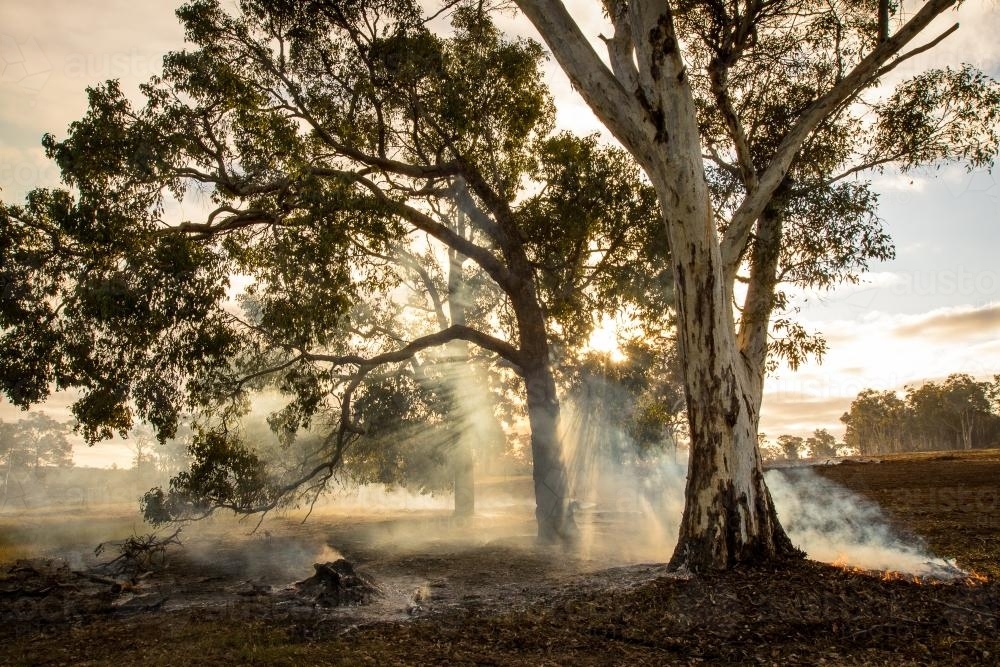 Smoke from fire burning under gum trees - Australian Stock Image