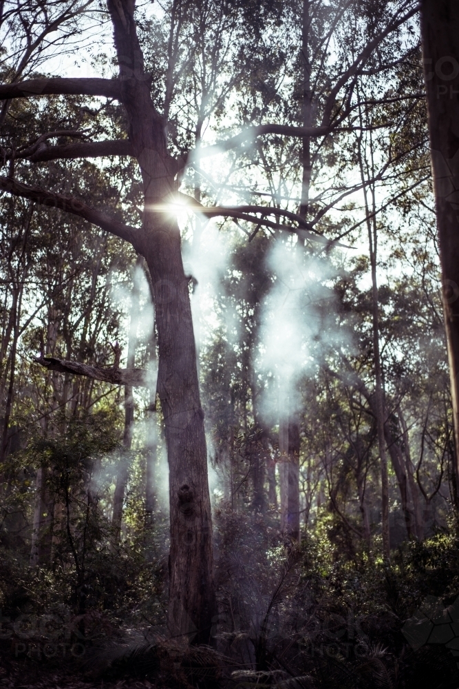 Smoke in forest with sun flare - Australian Stock Image