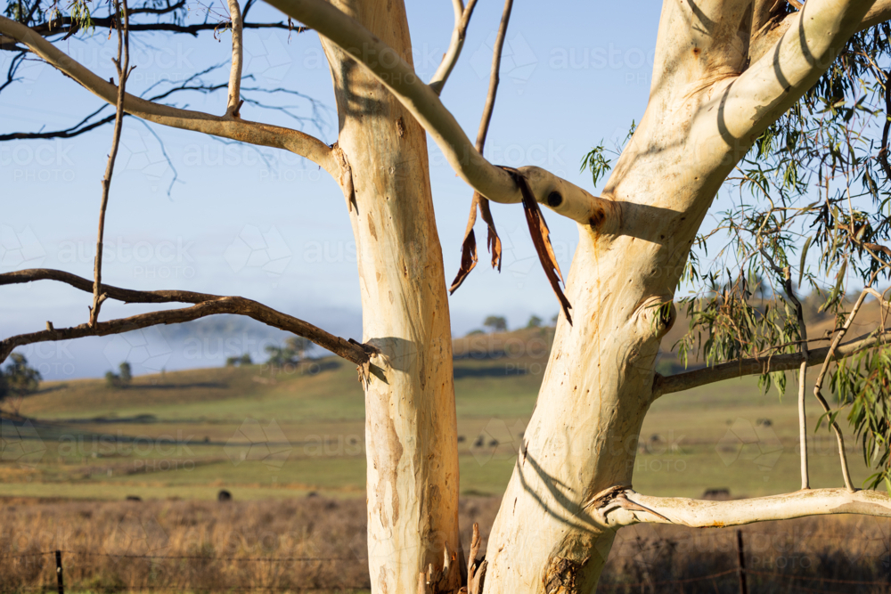 Smooth white ghost gum tree branches illuminated by morning sunlight - Australian Stock Image