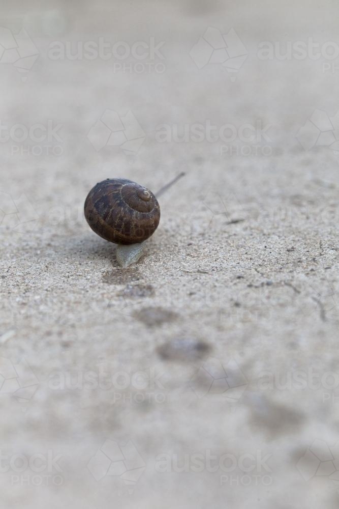 Snail and trail along a garden path - Australian Stock Image