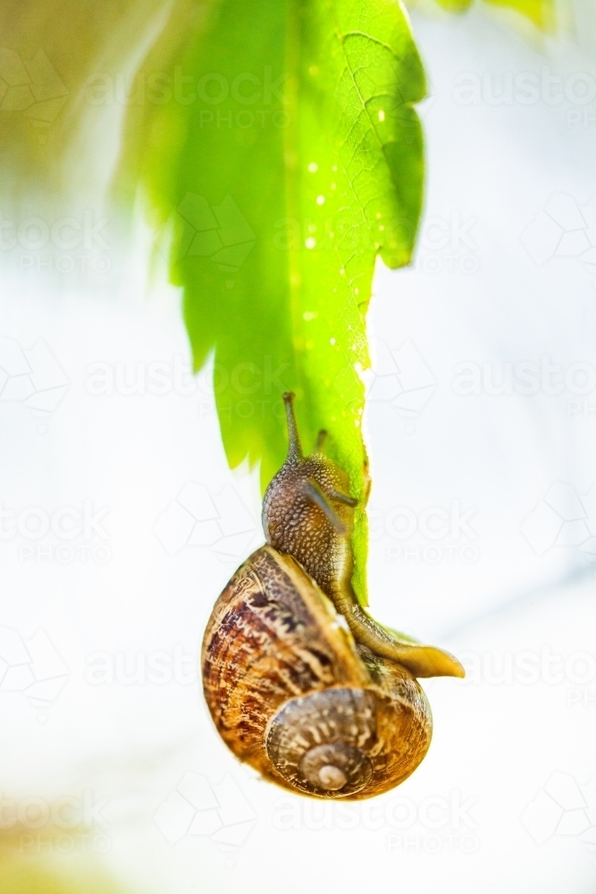 Snail crawling on leaf in garden - Australian Stock Image
