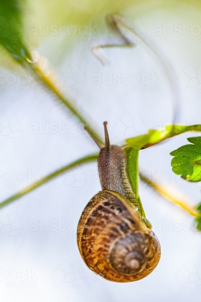 Image of Snail crawling on leaf in garden - Austockphoto