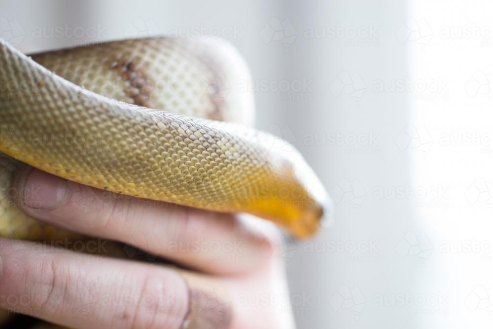 snake scales with hand - Australian Stock Image