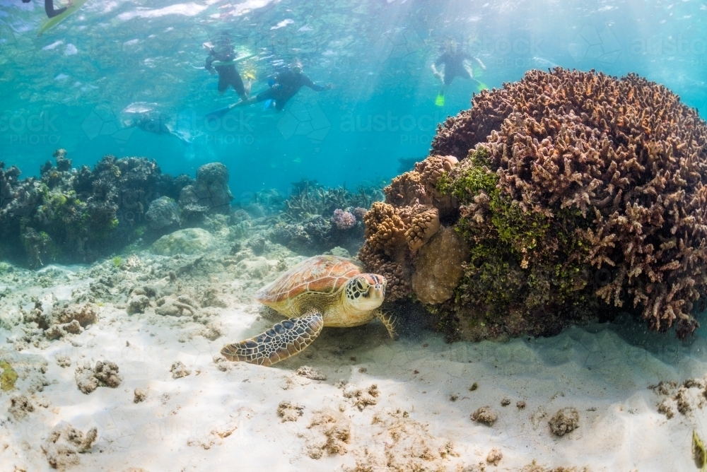 Snorkelers swim near a sea turtle resting on the ocean floor - Australian Stock Image