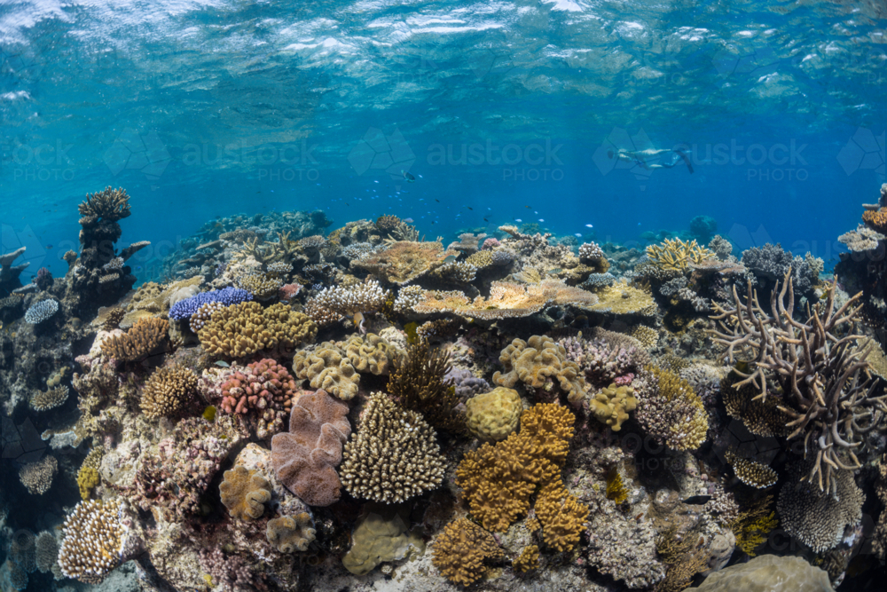Snorkeling on the Great Barrier Reef - Australian Stock Image