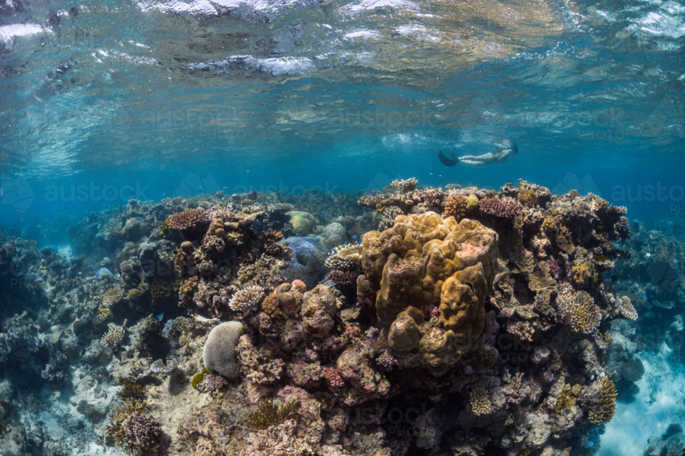 Snorkelling over a coral reef on the Great Barrier Reef - Australian Stock Image