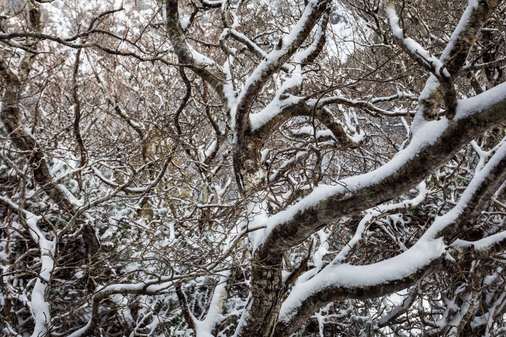 Snow covered bare trees - Australian Stock Image
