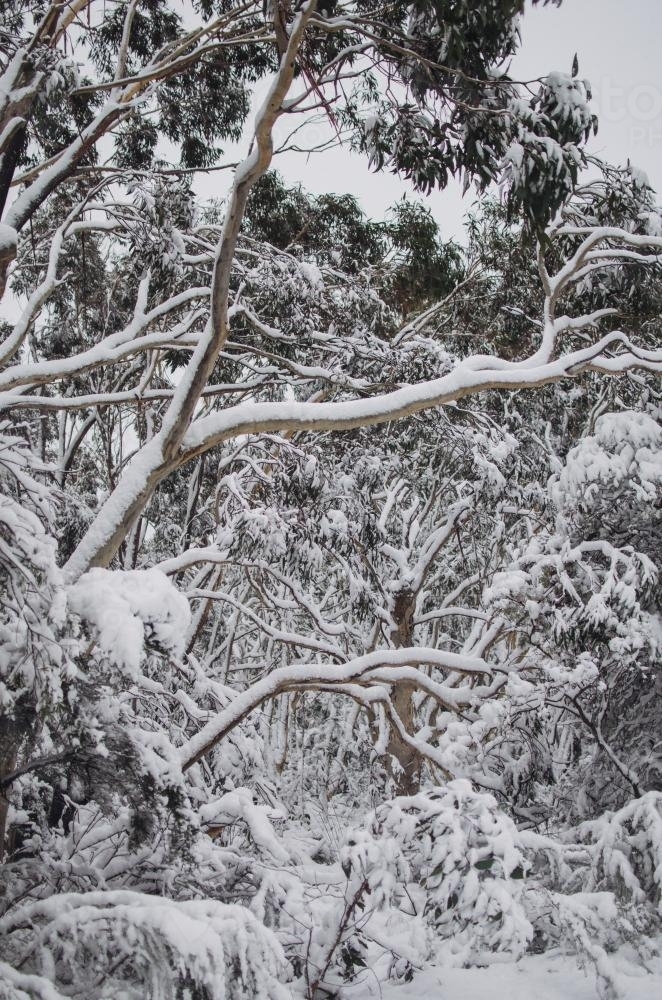 Snow covered forest - Australian Stock Image