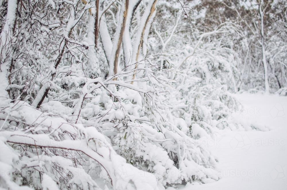 Snow covered forest - Australian Stock Image