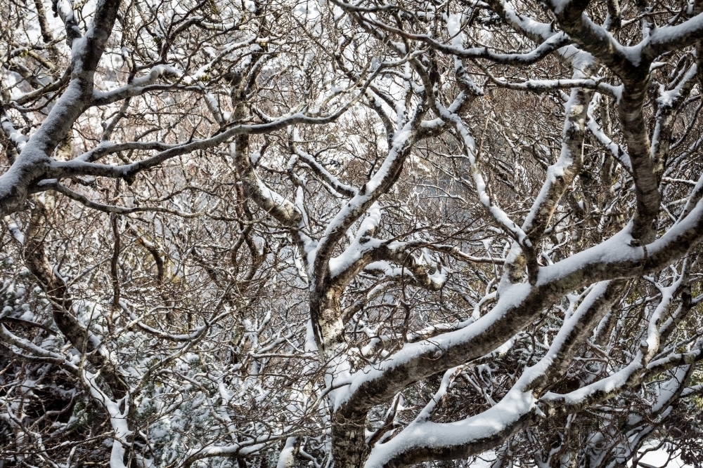 Snow covered forest - Australian Stock Image