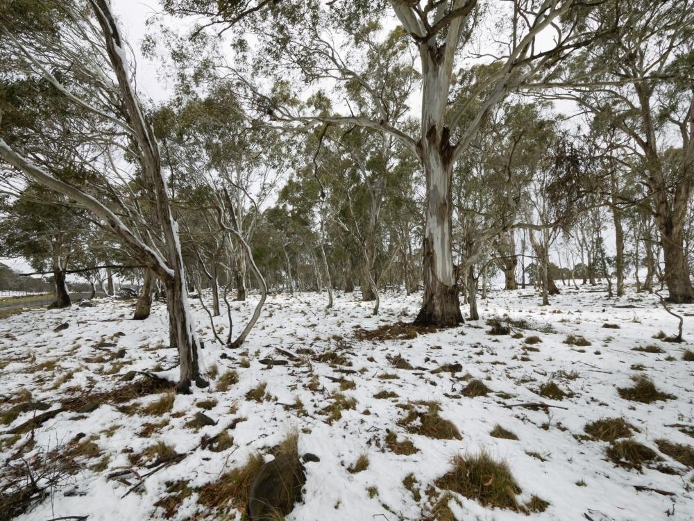 Snow covered ground under gum trees - Australian Stock Image