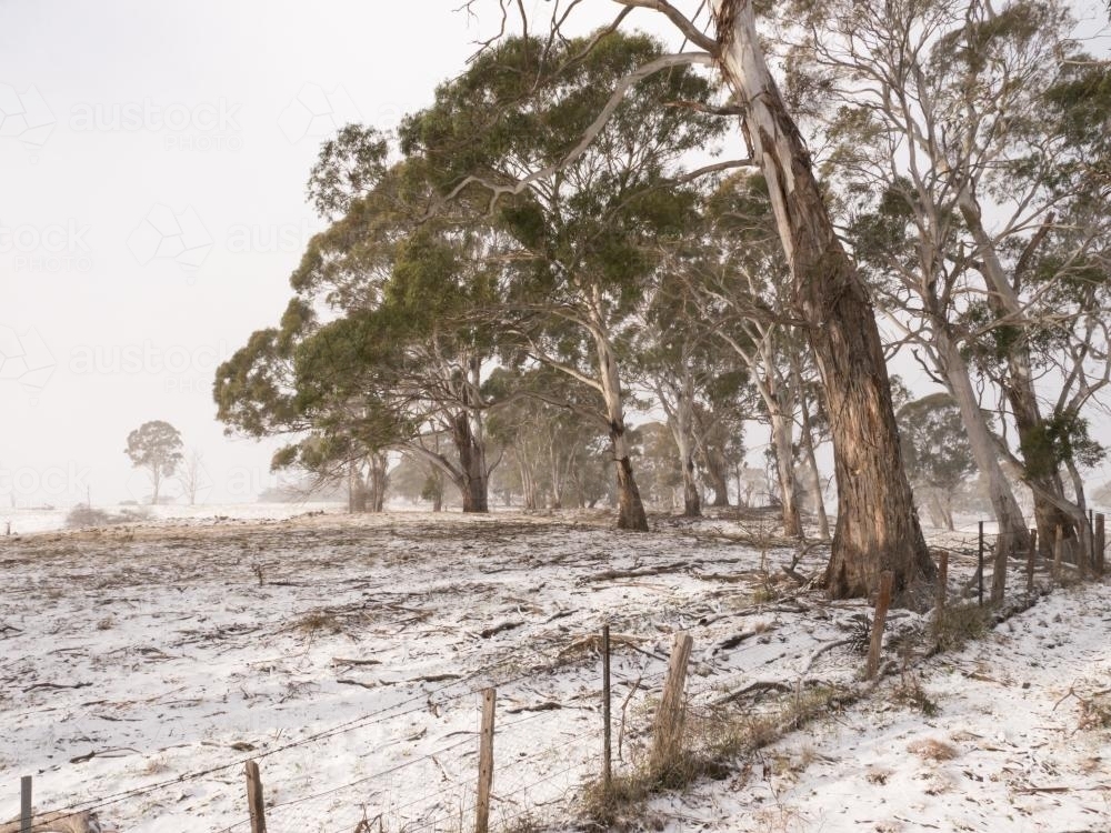 Snow covered ground under gumtrees - Australian Stock Image