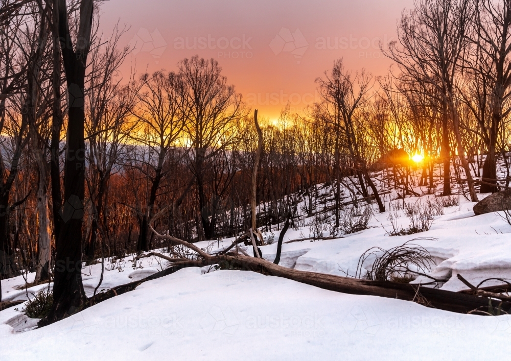 Snow covered ground with bare trees during sunrise. - Australian Stock Image