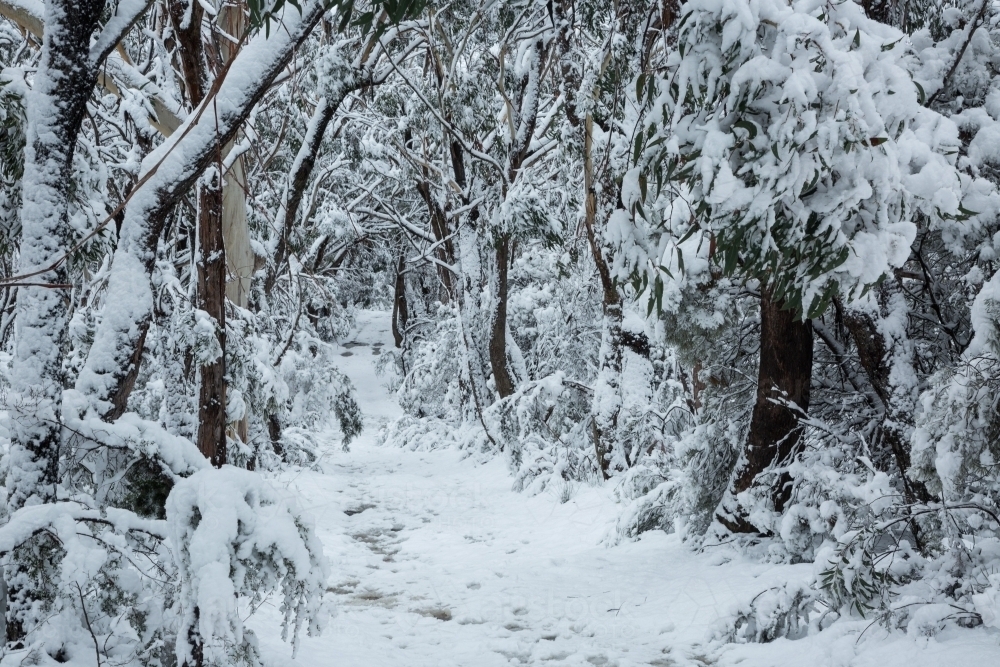 Snow-covered track through dense snowy forest - Australian Stock Image