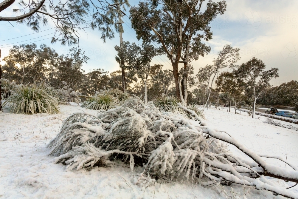 Snow covering a fallen tree in Leura, Blue Mountains Australia.  Snow and ice closed major roads - Australian Stock Image