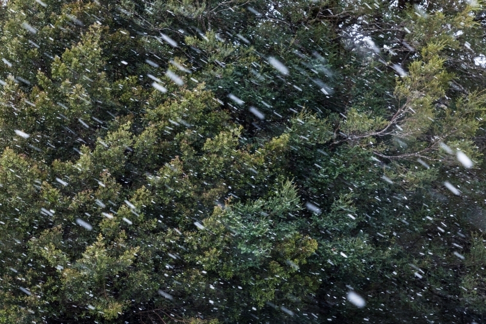 Snow falling in forest - Australian Stock Image