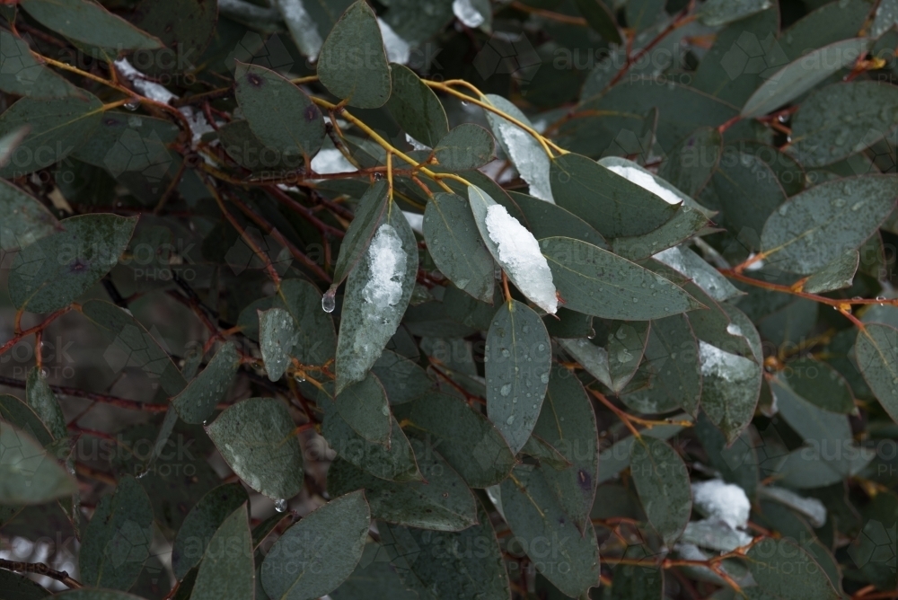 Snow flakes on gum leaves - Australian Stock Image