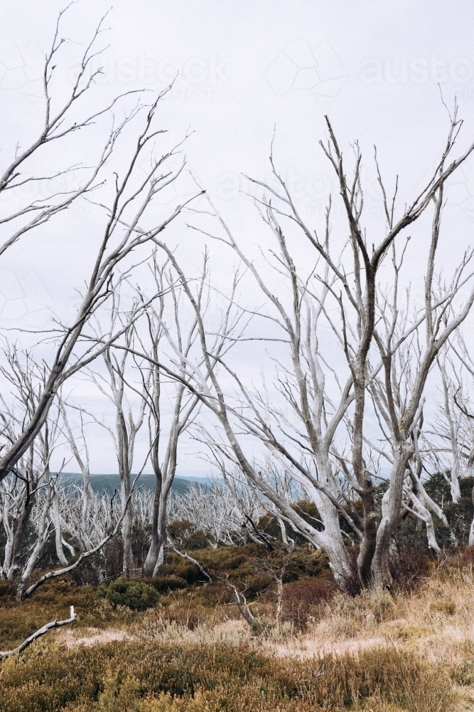 Snow gums before winter. - Australian Stock Image
