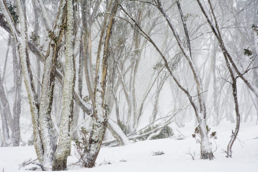 Snow gums in the snow - Australian Stock Image