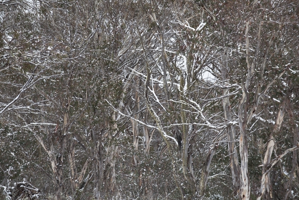 Snow gums with dusting of snow - Australian Stock Image