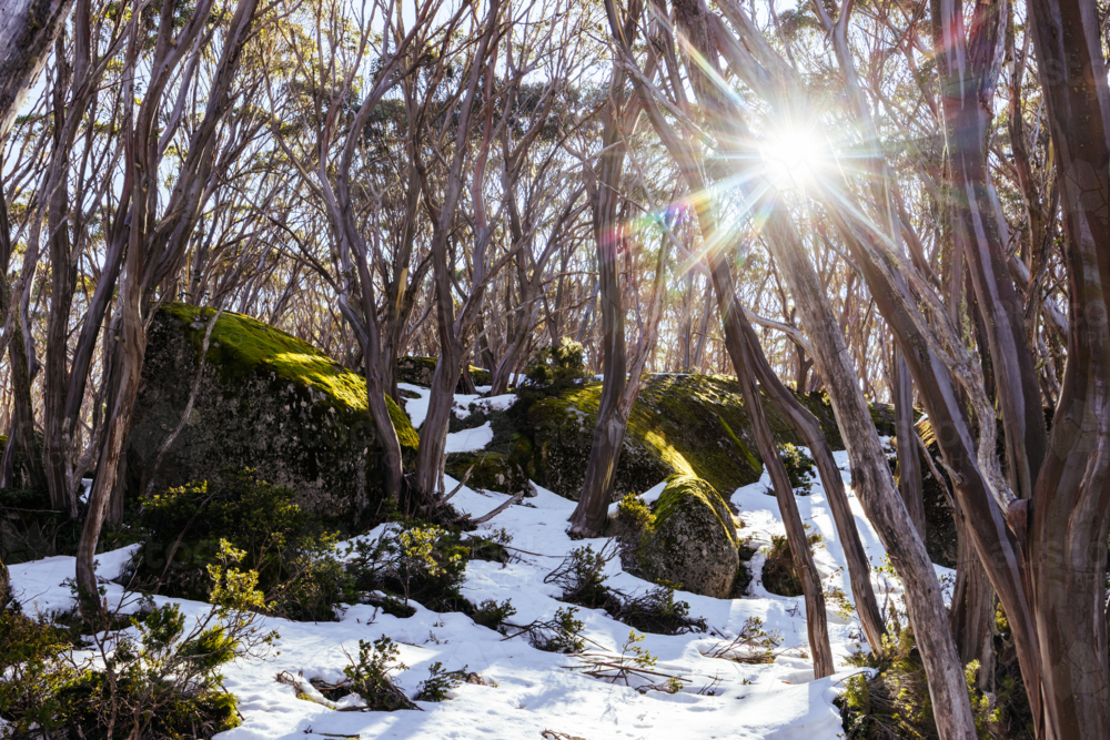 Snow landscape amongst surrounding snow gum trees on a warm clear winter's day at Mt St Phillack - Australian Stock Image